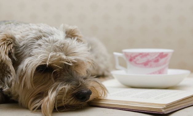 运营专员转正述职报告模板